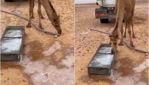 بالفيديو شاهد كيف تجمد حوض مائي في السعودية وما علاقة الإبل بذلك