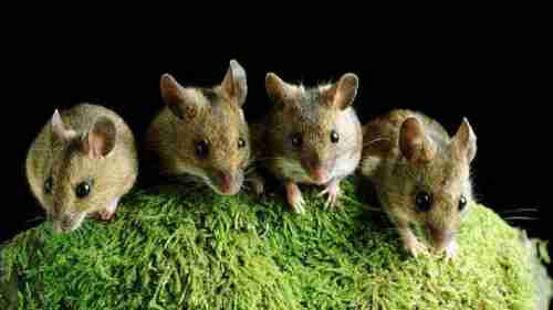 دراسة صينية: متحوّر أوميكرون تطوّر في الفئران!