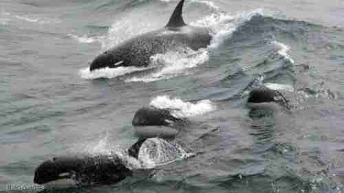 اكتشاف نوع جديد من الحيتان القاتلة.. ونهاية عقود من "الشك"