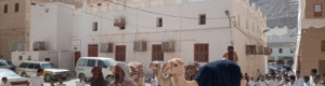 قادمين من المهرة وحضرموت: بن سنان يستقبل قافلة رحالة شبوة عبر الجمال (سفينة الصحراء)
