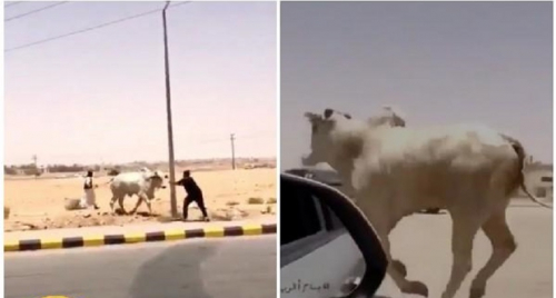 بالفيديو.. ثور هائج يهرب من مسلخ بالرياض كاد أن يسبب كارثة