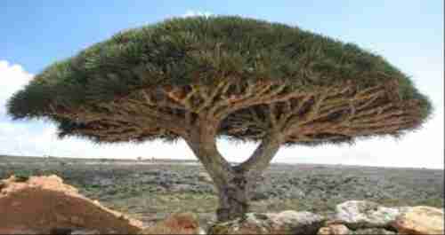 خبير بيئي: جزيرة سقطرى تمتلك 33 من النباتات النادرة