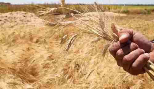 كم كمية القمح الذي تستورده السعودية من روسيا واوكرانيا ؟ وكيف سيؤثر على سعر القمح داخل السعودية ؟
