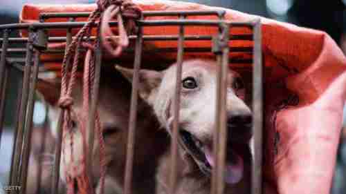 رغم أزمة كورونا.. انطلاق مهرجان لحوم الكلاب في الصين