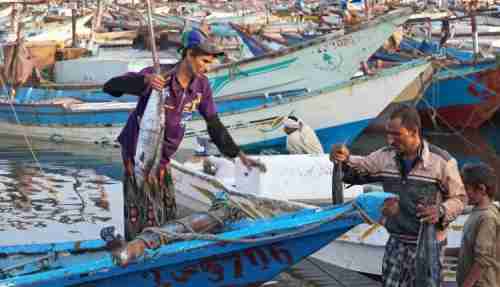البنك الدولي يدعم مصائد الاسماك المستدامة في اليمن بمنحة قدرها 45 مليون دولار