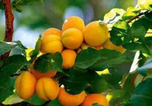 5 فوائد لفاكهة البرقوق ”اليمني”