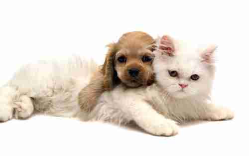 القطط والكلاب يُمكنها التبرع بالدم
