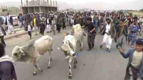 الحوثي يستخدم سلاح البقر لارهاب شيوخ القبائل