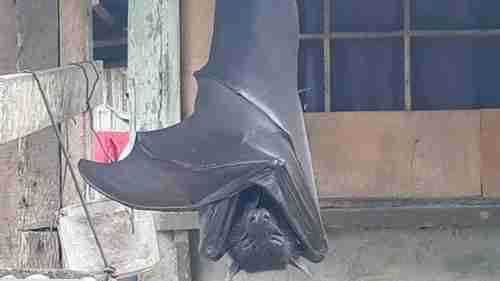 صورة غريبة لخفاش "بحجم بشري" تجتاح الإنترنت وتثير جدلا حول حقيقتها