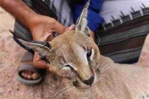 الوشق البري.. الحيوانات النادرة باليمن تتعرض لعمليات صيد وقتل