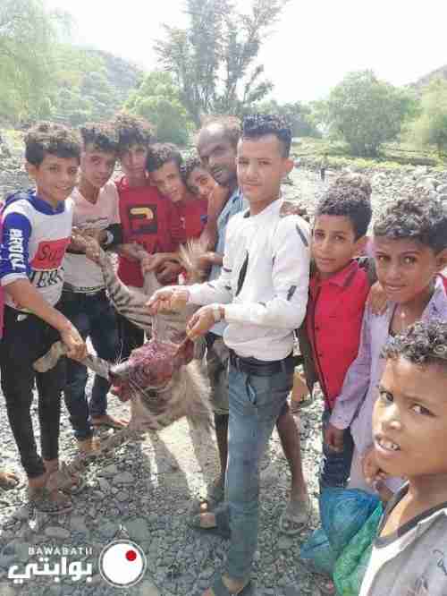 أطفال يجهزون على وحش مفترس في ريف يمني