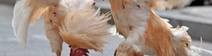 مجلس الفيفا يدرس ثلاث تعديلات جوهرية في قوانين اللعبة 