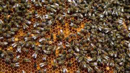 النوم مع النحل...طريقة جديدة لعلاج الأمراض