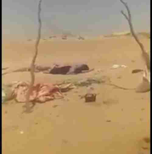 شاهد بالفيديو.. الحجم المرعب لقتلى الحوثيين في مأرب