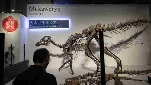 الاكتشاف الأكبر.. نوع جديد من الديناصورات في اليابان