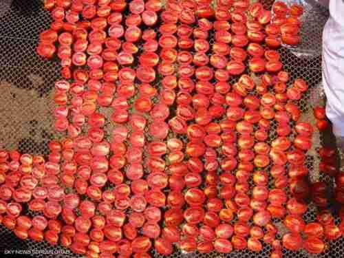 قرية مصرية تحقق شهرة أوروبية بسبب "الطماطم"