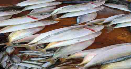 انخفاض طفيف باسعار الاسماك في اسواق عدن