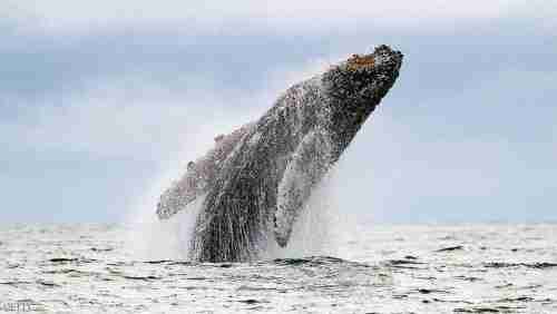 كيف تحمي الحيتان صغارها؟.. دراسة تكشف "الطريقة السرية"