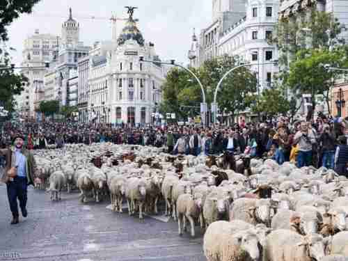بالصور.. الأغنام تغزو مدريد