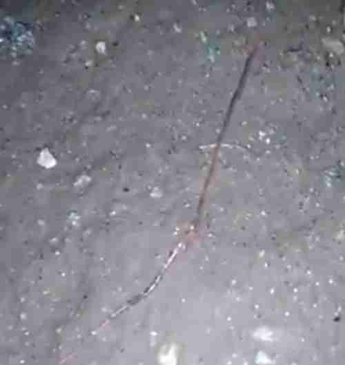 ظاهرة مرعبة .. هطول ثعابين إلى جانب الأمطار في إحدى القرى اليمنية “فيديو “