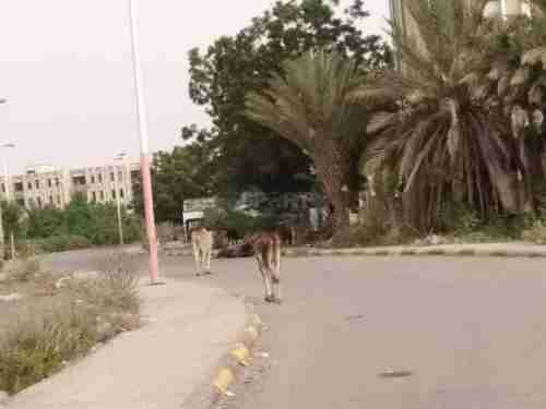شاهد.. الابقار تزاحم طلبة جامعة عدن في سكنهم الداخلي