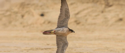 كأس الصقور.. الهواة يتنافسون في 6 أشواط