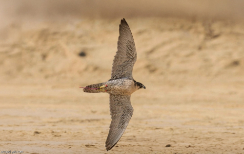 كأس الصقور.. الهواة يتنافسون في 6 أشواط