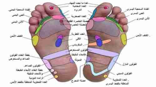 نقاط في في قدميك لشفاء 7 أعضاء في الجسم كتب