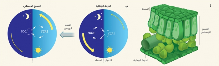 علم النبات: تَعَرُّق الورقة يتقاسم أوقات اليوم