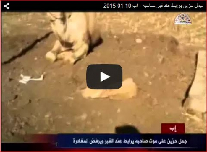 شاهد بالفيديو: جمل في إب يرفض مغادرة قبر صاحبه ضاربا أروع صور الوفاء