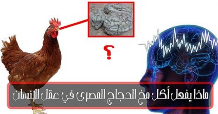 ماذا يفعل أكل مخ الدجاج فى عقل الانسان ستذهل بالفوائد العظيمه للدماغ البشرية