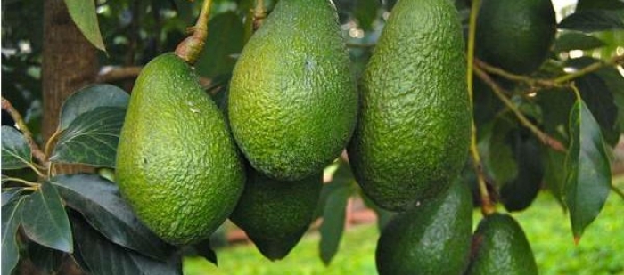 الفاكهة التي تقي الأنسان من خطر التعرض للأزمات القلبية