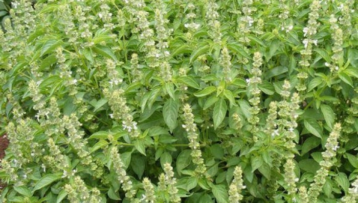 6 أعشاب للتخلص من الناموس والحشرات الطائرة بسهولة وبدون أضرار على الصحة