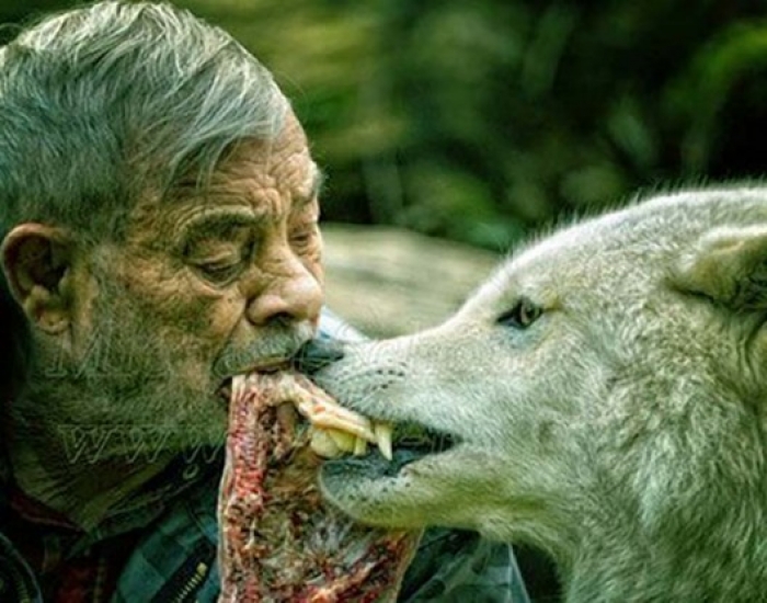 الرجل الذئب..يعيش مع 70 ذئبًا مفترسًا منذ 40 سنة- صور وفيديو