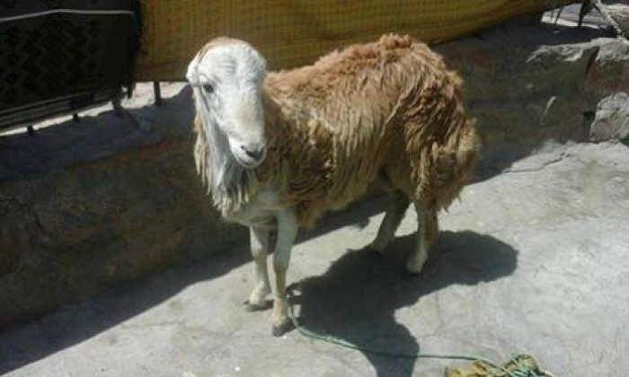خروف في يافع يصل سعره الى 9500 ريال سعودي ” شاهد الصورة “