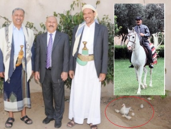 شاهد صورة : الظهور الجديد لعفاش .. من صهوة الخيل الى مجاورة الدجاج