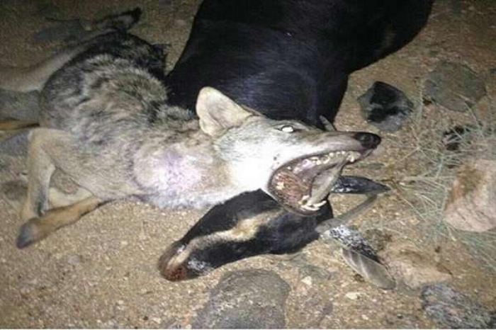 بالصورة : ماعز يقتل ذئب في السعودية