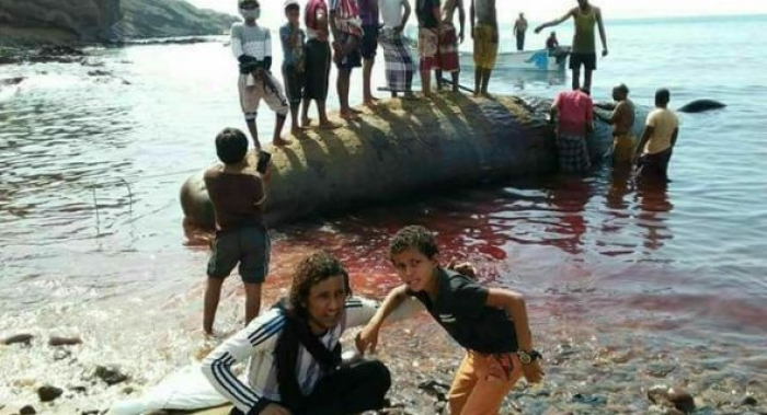 شاهد: سكان عدن يتفاجؤون بحوت ضخم خرج اليوم إلى ساحل عدن الصغرى