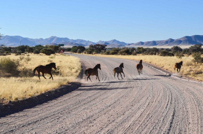 بالصور : «خيول ناميبيا البرية» أكثر الخيول عزلة في العالم