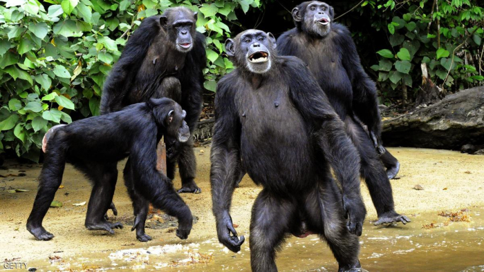 بأمر المحكمة: الشمبانزي "ليس بشرا"