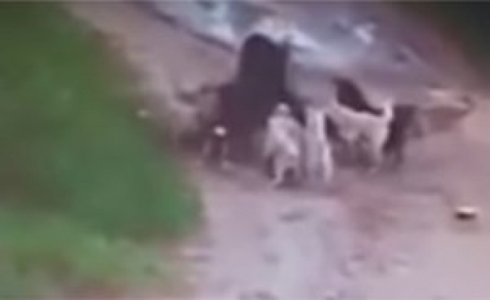 بالفيديو.. كيف نهشت كلاب ضالة الرجل الذي تعود إطعامها