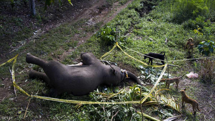 السلطات الهندية تقتل فيلا أودى بحياة 15 شخصا