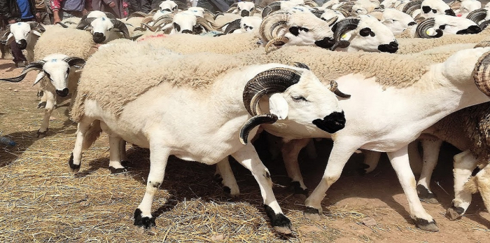 السعودية تستورد 1.2 مليون رأس ماشية خلال موسم الأضاحي