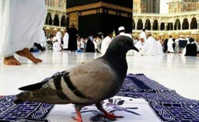 الحمام المكي يحرص على طهارة الكعبة ولا يعشش فوقها!