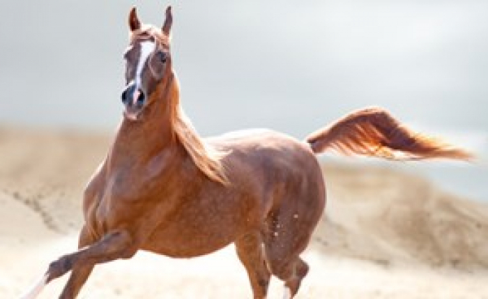 بالفيديو: هذا الحصان العربي اقترب من حد الكمال فبلغ سعره ملايين الدولارات.. لكن العالم منزعج