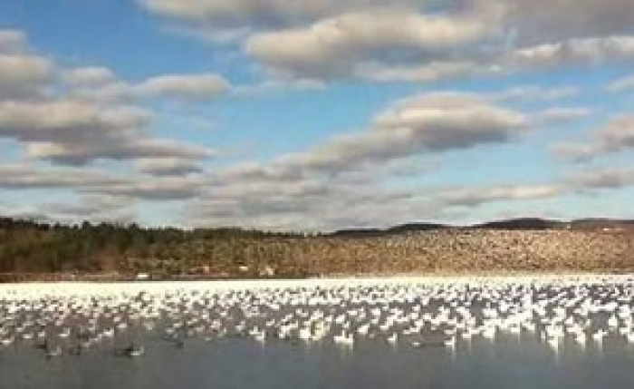 بالفيديو.. آلاف من أوز الثلج تحلّقت فوق بحيرة مشكلة لوحة خلابة!