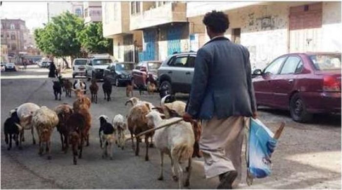 مهنة رعي الاغنام تعود الى صنعاء من جديد