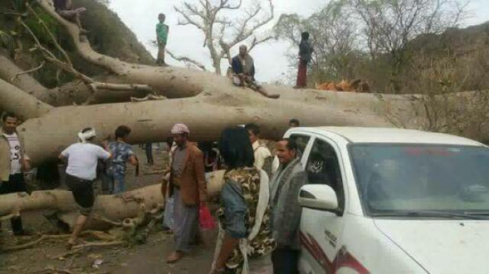 شاهد بالصور : شجرة ضخمة تقطع طريق رئيسي بين مديريتين في إب