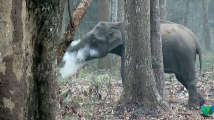 الفيل "المدخن" في الهند يحيّر خبراء الحياة البرية