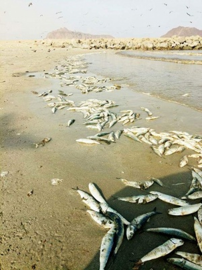 بالصور : نفوق هذا النوع من الاسماك وظهوره على الساحل يثير فزع المواطنين في عدن